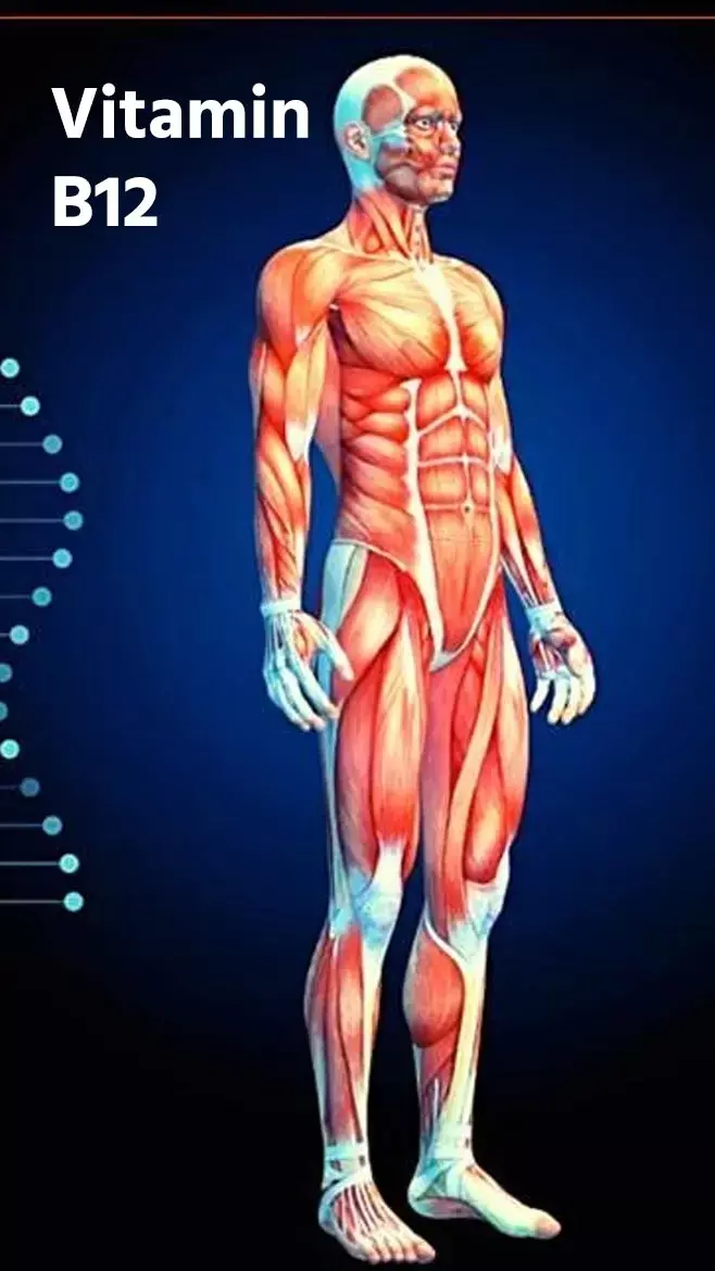 Vitamin B12: विटामिन बी12 की कमी किन कारणों से हो जाती है? कमी दूर कैसे करें? ...