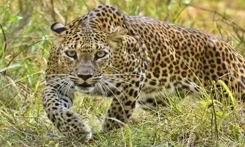 Leopard Attack in Delhi: दिल्ली के बुराड़ी इलाके में घुसा तेंदुआ, 4 से 5 लोगों को घायल किया