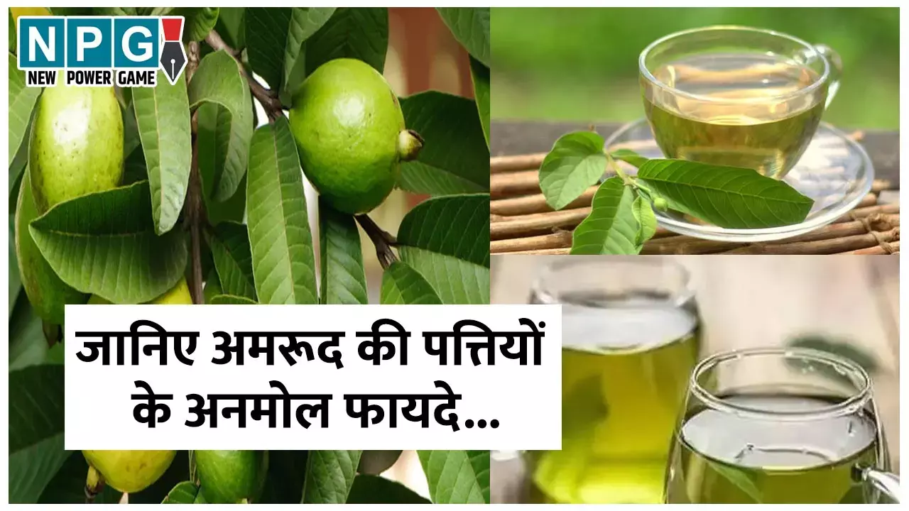 Guava Leaves Benefits: अमरूद की पत्तियों को चबाकर खाएं या पी लें इन पत्तों की खुशबूदार चाय या असरदार काढ़ा, मिलेंगे अनमोल फायदे...