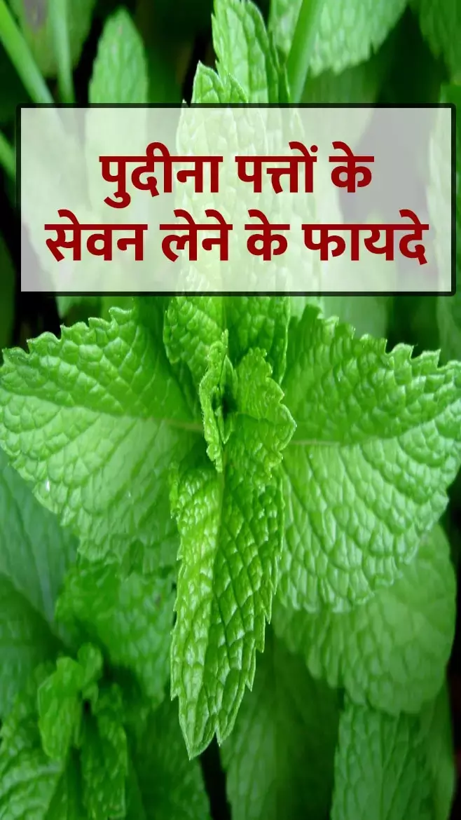 Pudina Patte Ke Fayde: भीषण गर्मी में पुदीना के सेवन के क्या है फायदे, जानिए
