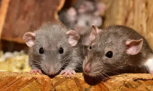 Jharkhand News: गोदाम में रखी 19 किलो भांग खा गए चुहे, जानें क्या है पूरा मामला