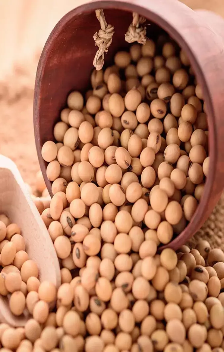 Top 10 Vegetarians in Protein: क्या है प्रोटीन के टॉप 10 वेजिटेरियन सोर्स, यहां जानिए...