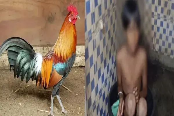 MP news: मुर्गे की टांग टूटने पर पड़ोसी बना हैवान! बच्चे के प्राइवेट पार्ट में डाला मिर्च पाउडर, फिर की पिटाई