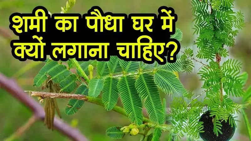 Shami Plant : शिव जी ही नहीं  गणेश जी और शनि देव को भी अत्यंत प्रिय है शमी,  माता लक्ष्मी की भी होती है विशेष कृपा...आइये जानें शमी की विशेषता से लेकर महत्व तक