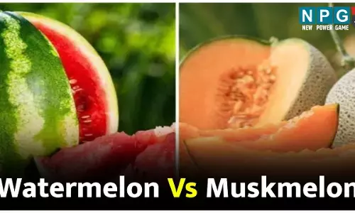 Watermelon Vs Muskmelon: तरबूज या खरबूज... गर्मी की चुनौतियों से कौन करेगा बेहतर बचाव? अन्य कसौटियों पर भी हमने कसा दोनों फलों को और रिजल्ट है ये...