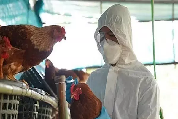 Ranchi Bird Flu: झारखंड में बर्ड फ्लू ने दी दस्तक, मारे गए 4000 से ज्यादा पक्षी, अंडा-चिकन की बिक्री पर लगी रोक