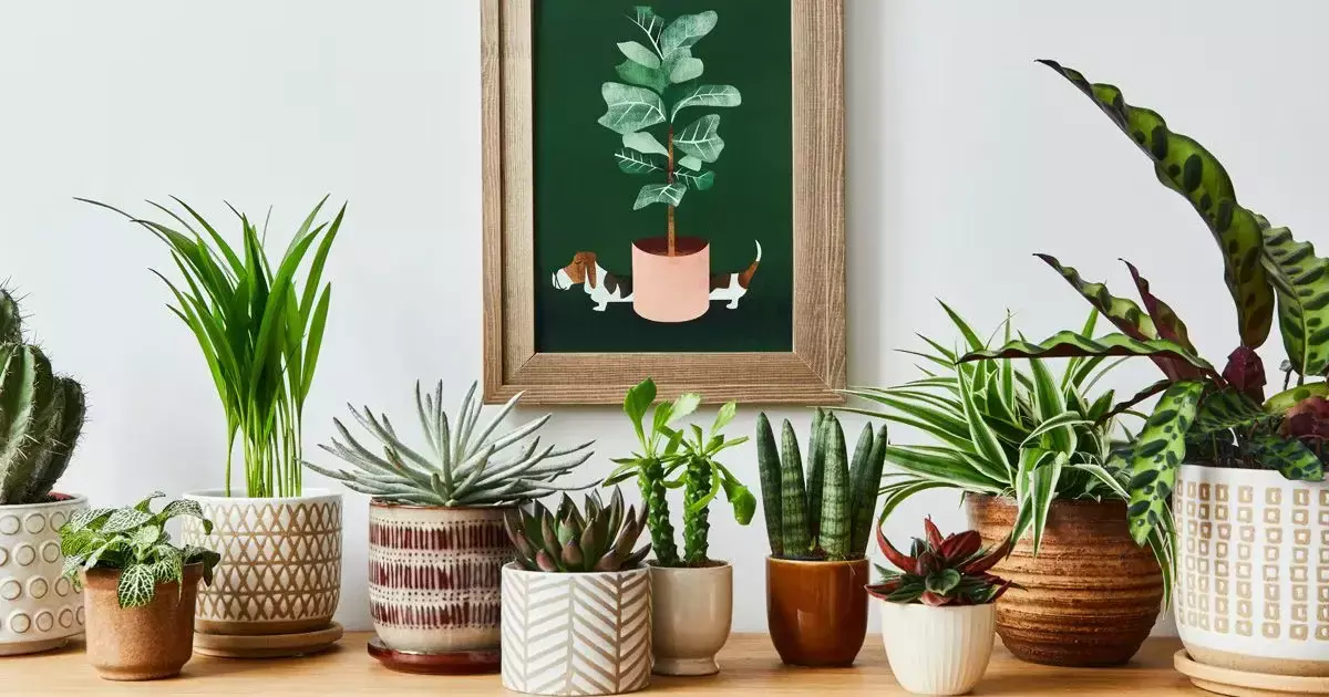 Summer Plant in Home : गर्मी के मौसम में लगायें ये प्लांट... ठंडकता के साथ घर को देंगे Different Look