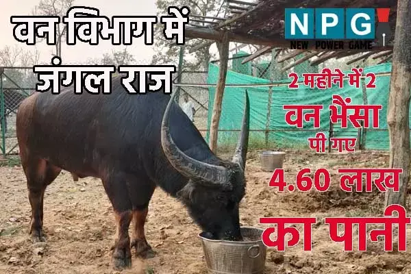 Chhattisgarh News: CG वन विभाग में जंगल राज: 2 वन भैंसा पी गए 4 लाख 60 हजार का पानी, खाने पर हर साल खर्च हो रहा 40 लाख