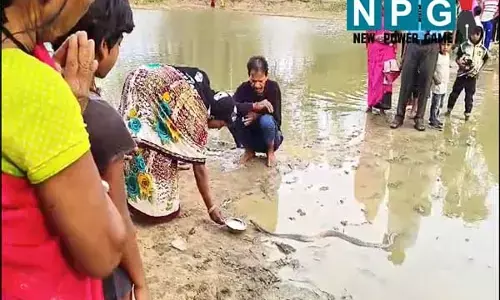 Chhattisgarh News: तालाब में पहुंचा नाग का जोड़ा: बैकुंठपुर में एक की मौत फिर भी नहीं चेते लोग, दर्शन और दूध पिलाने उमड़ रही भीड़, देखें वीडियो...