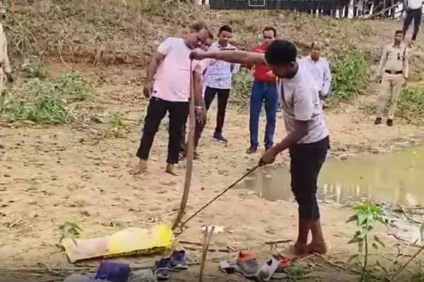 Chhattisgarh News: पकड़ा गया सांप, टूटा अंधविश्‍वास: बैकुंठपुर में कोबरा को तालाब से निकालकर जंगल में छोड़ आया वन विभाग का अमला...