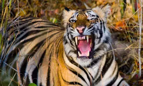 Bhopal News: भोपाल वन क्षेत्र में दहशत: बाघ ने तेंदूपत्ता तोड़ने गए ग्रामीण को मारकर खाया, शरीर का आधा हिस्सा गयाब