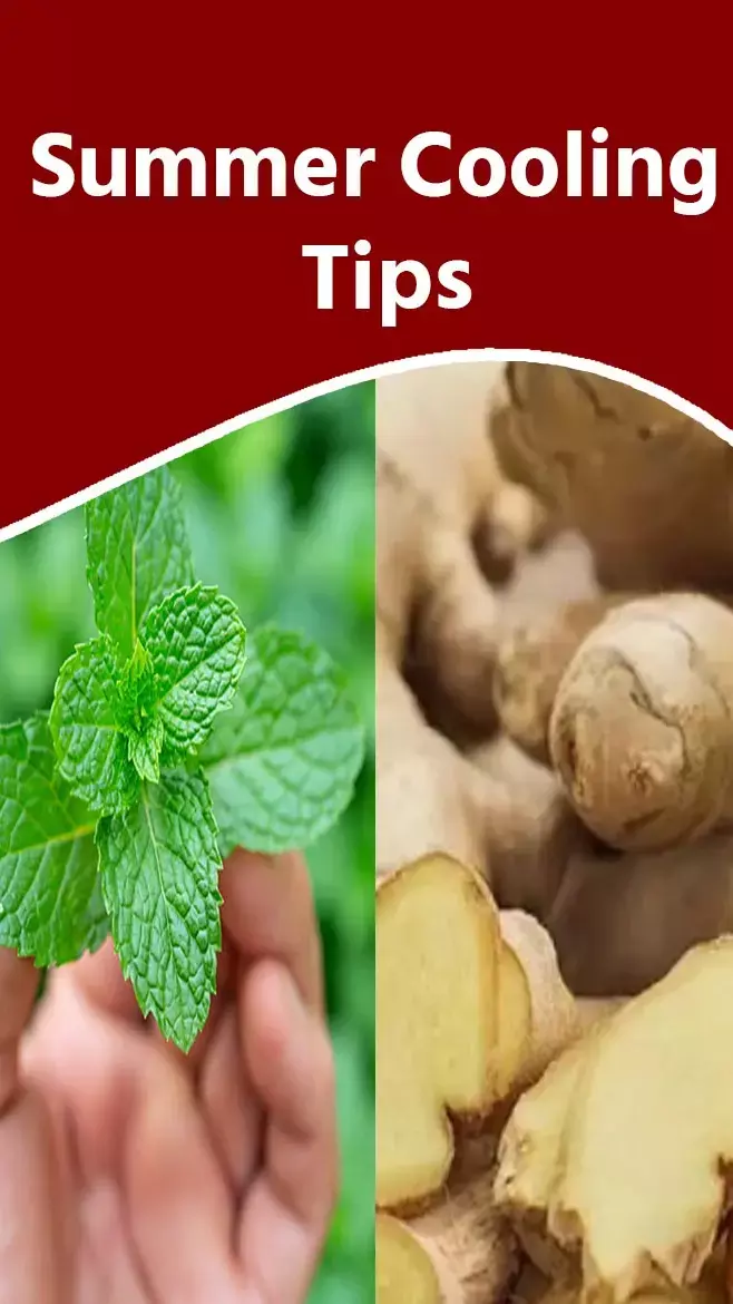 Summer Cooling Tips: पुदीना से लेकर अदरख तक ये चीज़ें गर्मियों में बाॅडी को अंदर से रखेंगी कूल...