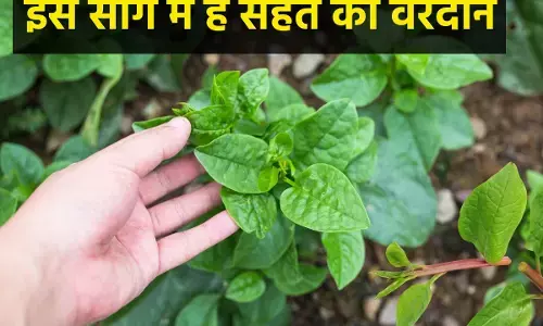 Poi Bhaji : क्या आपने खाया है Malabar Spinach का साग ? छत्तीसगढ़ में कहा जाता है पोई गर्मी में है बहुत ज्यादा फायदेमंद