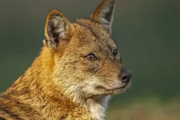Gwalior Jackal Attack: ग्वालियर में खूंखार सियार का खौफ, आधी रात ग्रामीणों पर किया हमला, दो बच्‍चों की हालत गंभीर