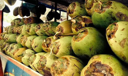 Which Coconut to Buy : बड़ा और बजता हुआ नारियल लेते हैं...तो नहीं निकलेगा पानी