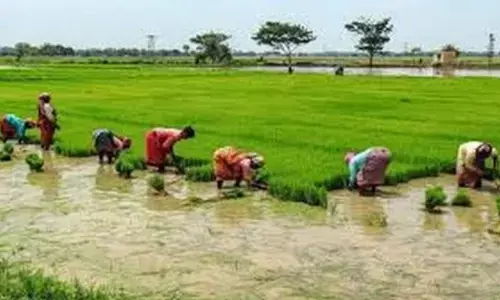 CG News: किसानों के लिए अच्छी खबर: केन्द्र सरकार ने फसल बीमा की तारीख बढ़ाई, जानिए