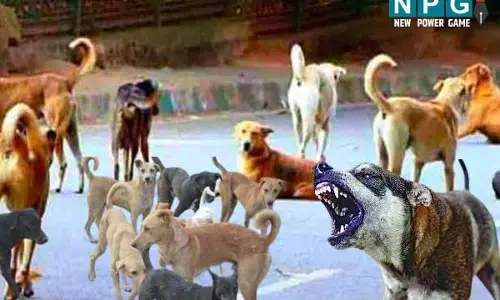 Raipur News: रायपुर में नहीं दिखेंगे आवारा कुत्‍ते: बन रहा डॉग सेल्टर, रखे जाएंगे आवारा और दुर्घटनाग्रस्त डॉग