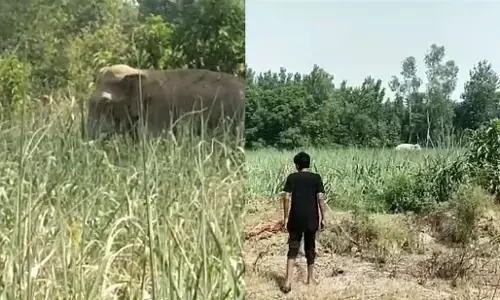 Bijnor News Hindi: बिजनौर में जंगली हाथी का कहर, REEL बना रहे युवक को कुचला, हुई दर्दनाक मौत