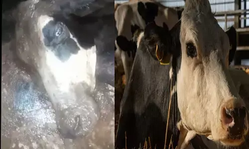 Amroha Gaushala News: अमरोहा में गायों को जिंदा दफन कर रहे थे अधिकारी, रंगे हाथ पकड़े गए, मामले में SDM और EO सस्पेंड