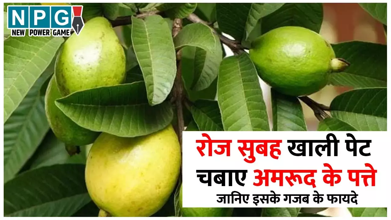 Guava Leaves Benefits:  रोज सुबह खाली पेट अमरूद के पत्ते चबा लीजिए, 40 की उम्र में दिखेगी 25 वाली कसावट, वेट लाॅस समेत जानिये अन्य फायदे...