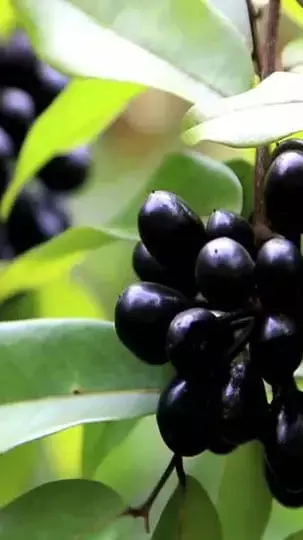 Jamun Ke Fayde: डायबिटीज और जाॅन्डिस तक अनेक बीमारियों में फायदेमंद है जामुन...