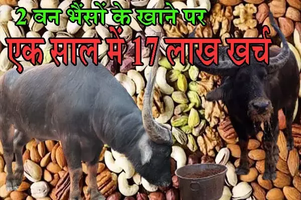 Chhattisgarh News: लग रहा है वन भैंसों को काजू-पिस्‍ता बदाम खिला रहा है वन विभाग: 2 वन भैंसों पर 1 साल में खर्च हो गया 17 लाख
