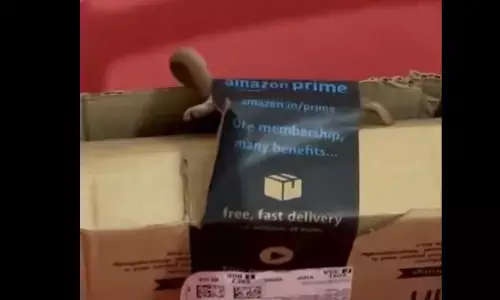 Cobra In Amazon Parcel: OMG! Amazon ने ये क्या भेज दिया...जिंदा सांप, पार्सल देख कपल के हुए रोंगटे खड़े, देखिए वीडियो...