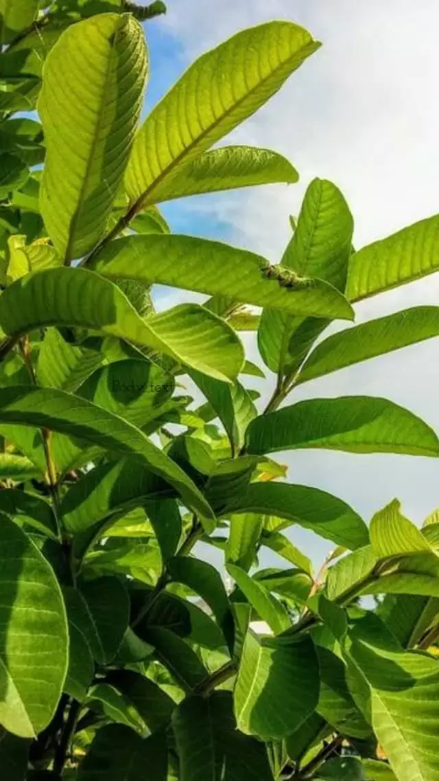 Amrood Patte Ke Fayde: खाली पेट अमरूद के पत्ते चबाने से क्या होता है? जानिए यहां...