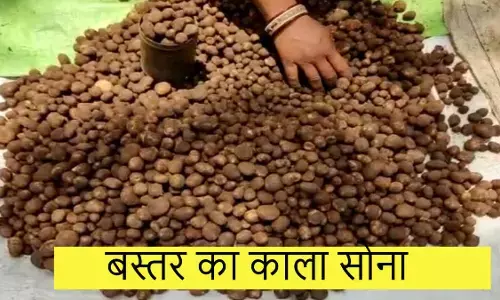 Boda : बस्तर के बाजारों में बिकने लगी बेशकीमती बोड़ा सब्जी, 1500 से 2000 रुपये किलो मूल्य... साल भर करते है लोग इंतजार, सेहत के लिए काफी फायदेमंद