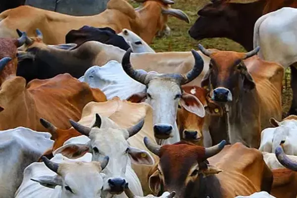 Seoni Cow Slaughter Case: सिवनी गोवंश हत्याकांड: 50 से ज्यादा गाय की गला काटकर हत्या, CM ने दिए CID जांच के आदेश