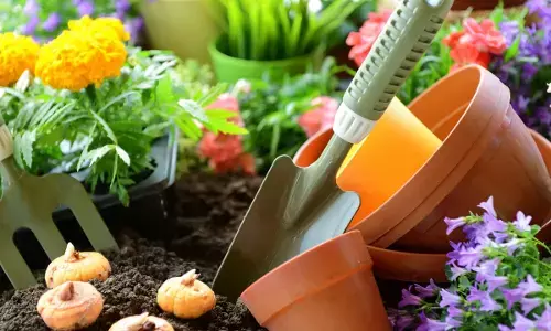 Gardening season Start : आया बागवानी का मौसम, पर करने से पहले यहाँ जाने बागवानी को लेकर सब कुछ