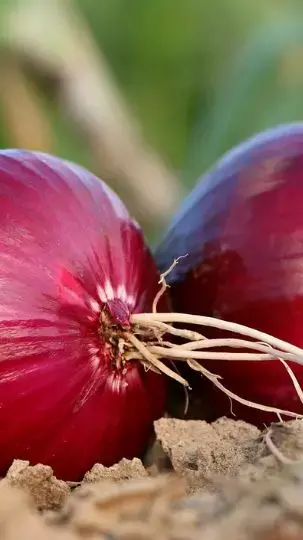 Kachchha Pyaj Ke Fayde: कच्चा प्याज बचाए बीपी शुगर से लेकर इनफर्टिलिटी से, जानिए कमाल के फायदे...