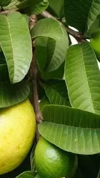 Amrood Ke Nukasan: जानिए किन लोगों को अमरूद नहीं खाना चाहिए...