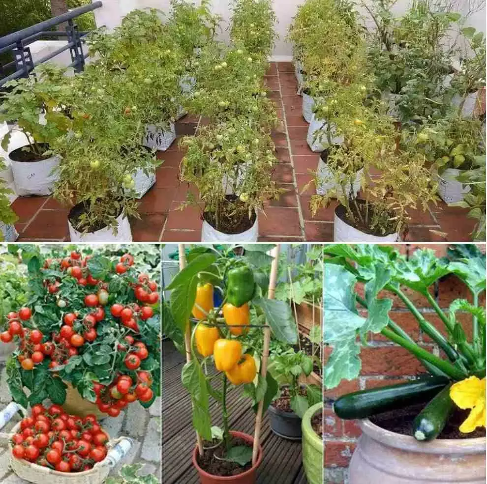 Monsoon Kitchen Gardening :  मानसून की एंट्री के साथ जागा गार्डनिंग का शौक...किचन गार्डन में लगाएं ये पौधे