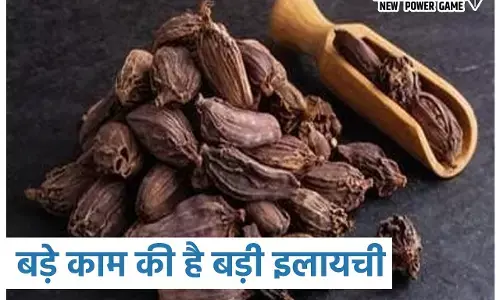 Black Cardamom Benefits: बड़े काम की है बड़ी इलायची, जानिये स्वास्थ्य के लिये इसके बड़े-बड़े फायदे...