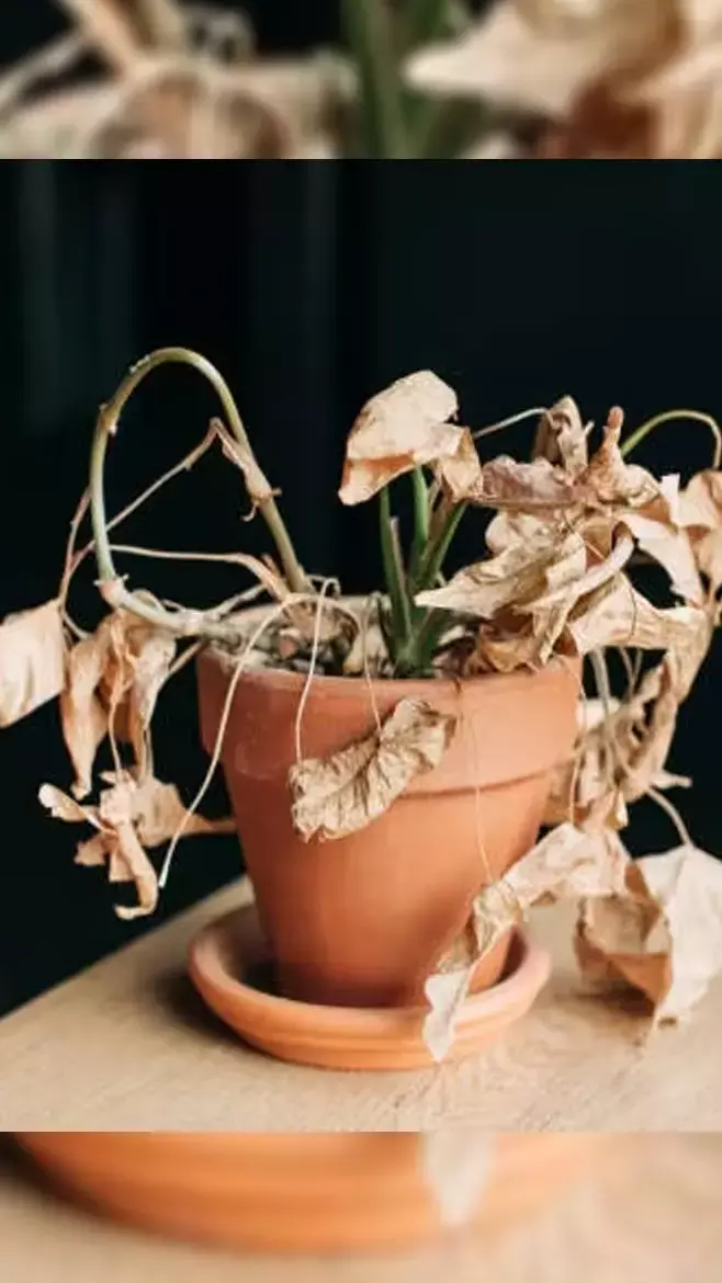 Vastu Tips: घर में इन पौधों का सूखना होता है अशुभ, गरीबी आने का देते हैं संकेत, जानिए...