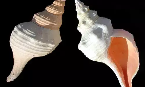 Conch Variety and power : कहीं ऐसा तो नहीं कि आपके घर भी रखा है गलत शंख , जानिए शंख को लेकर सब कुछ