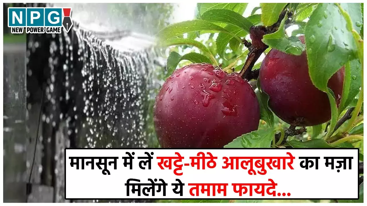 Plum Benefits: खट्टे-मीठे आलूबुखारे का सीज़न में लीजिए भरपूर मजा, मिलेंगे ये खास फायदे...