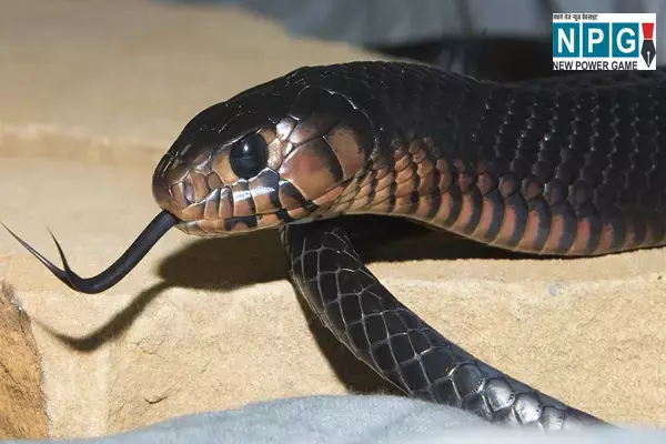 Bihar Snake News: युवक को सांप ने काटा, फिर युवक ने सांप को तीन बार काटा, फिर जो हुआ, जानकर हो जाएंगे रोंगटे खड़े...