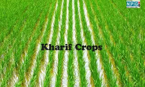 Chhattisgarh News: 23 लाख हेक्टेयर में हो चुकी खरीफ फसलों की बुआई