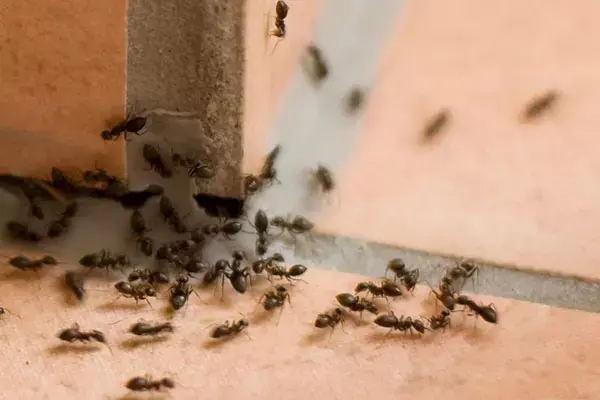 Home Remedies for Ants  : बारिश में क्या आप भी परेशान है लाल-काली चीटियों से...तो इन घरेलू नुस्खों से करें दूर