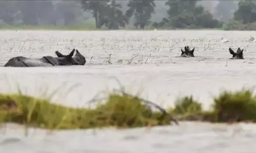 Kaziranga National Park Floods: असम में बाढ़ का तांडव, काजीरंगा राष्ट्रीय उद्यान में 6 गैंडों सहित 137 जंगली की हो मौत