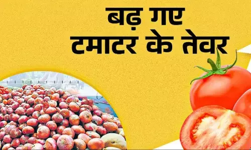 Tomato Price Hike: दिल्ली में आसमान छू रहे टमाटर के रेट, क्या है दाम बढ़ने की वजह?