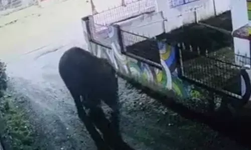 Chhattisgarh News:  Video: देर रात बस्ती में घुसा दंतैल हाथी, मचा हड़कंप, ऐसे भगाया गया