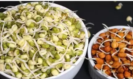Eat Sprouts in Mansoon : बारिश में स्प्राउट्स खाया जाना सही या नहीं ? , यहाँ जानें