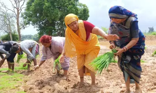 MP News: अन्नदाताओं की समृद्धि का आधार है खेती : पीएचई मंत्री उइके