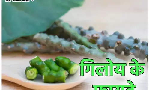 Giloy Benefits: मानसून में कीजिए गिलोय का सेवन, इम्यूनिटी बढ़ेगी, डेंगू-मलेरिया के बुखार से भी मिलेगी राहत...