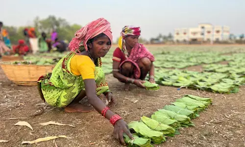 विष्णुदेव के सुशासन में तेंदूपत्ता संग्राहकों को सीधे मिल रही पारिश्रमिक राशि, घर-परिवार की जरूरतें हो रही पूरी...