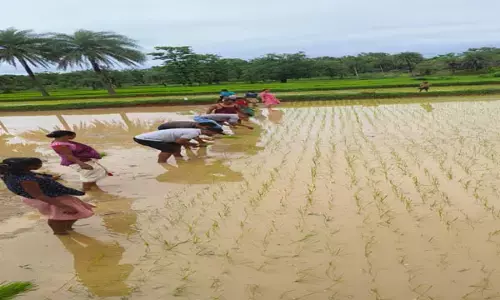 Dantewada News: श्री पद्धति से धान की खेती, अब तक 540 हेक्टेयर क्षेत्र में हुई बुनाई