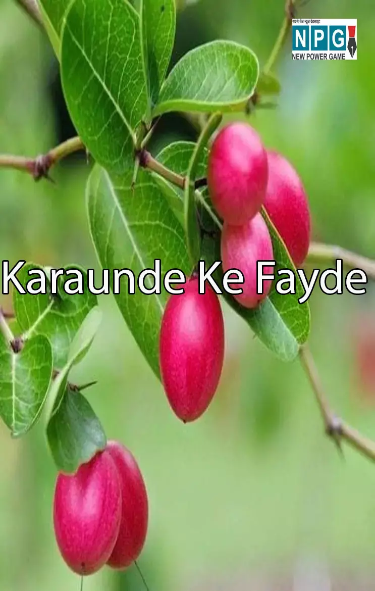 Karaunde Ke Fayde: छुटकू से करौंदे के बड़े-बड़े फायदे, बारिश के मौसम में ज़रूर खाएं